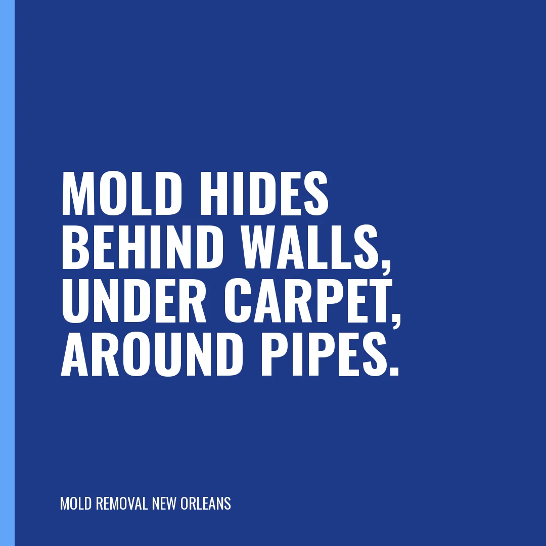 Mold hides behind walls, under carpet, around pipes.